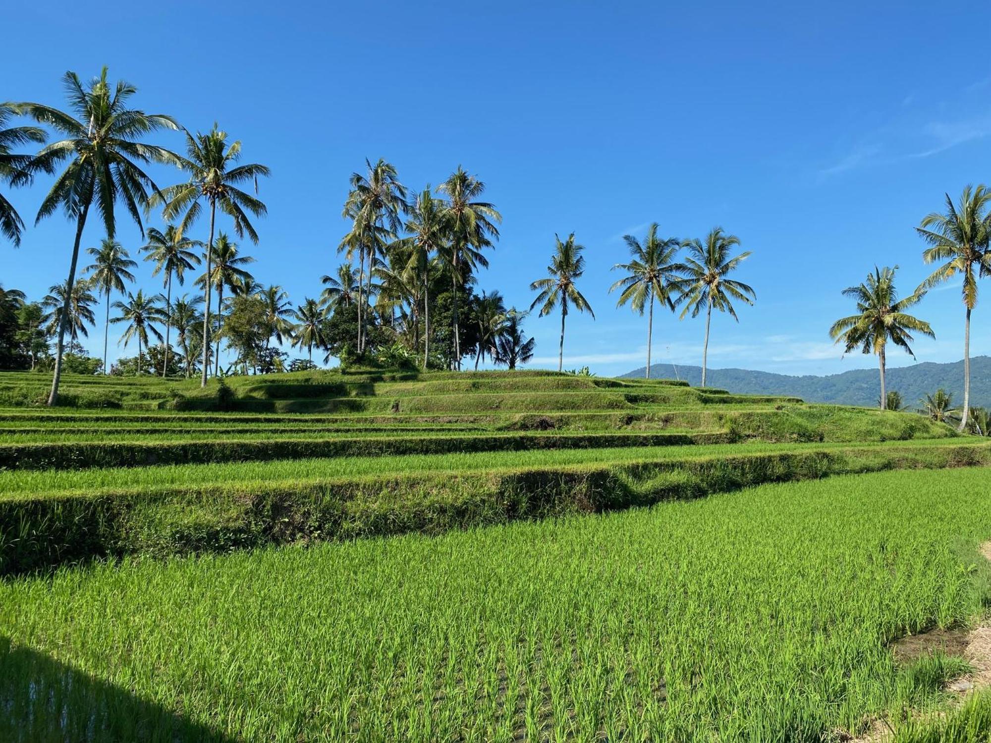 Mayong Bali Villa And Hostel Munduk Exterior foto